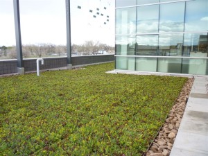 green-roof-liveroof